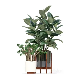 Plants collection Modernica pots
